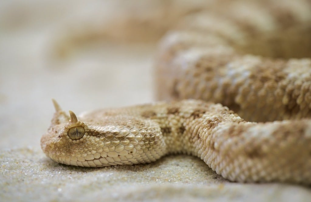 Comment prendre soin d'un animal de compagnie ?