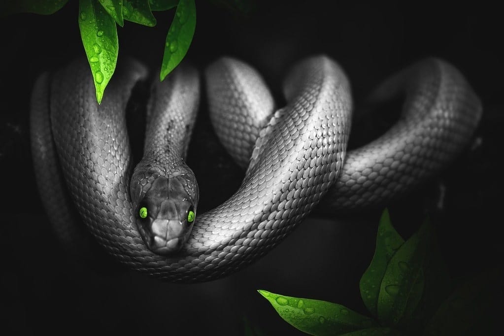 Ce qu'il faut savoir avant d'adopter un serpent