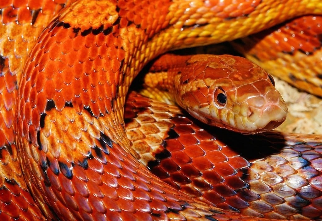 Comment bien s'occuper de son serpent ?